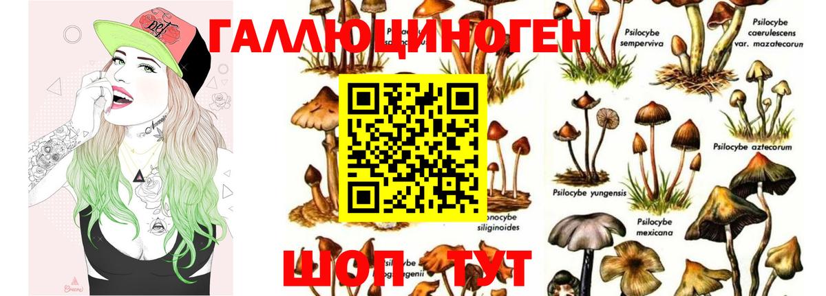 Галлюциногенные грибы Psilocybe  Галлюциногенные грибы Psilocybe  Мурино 